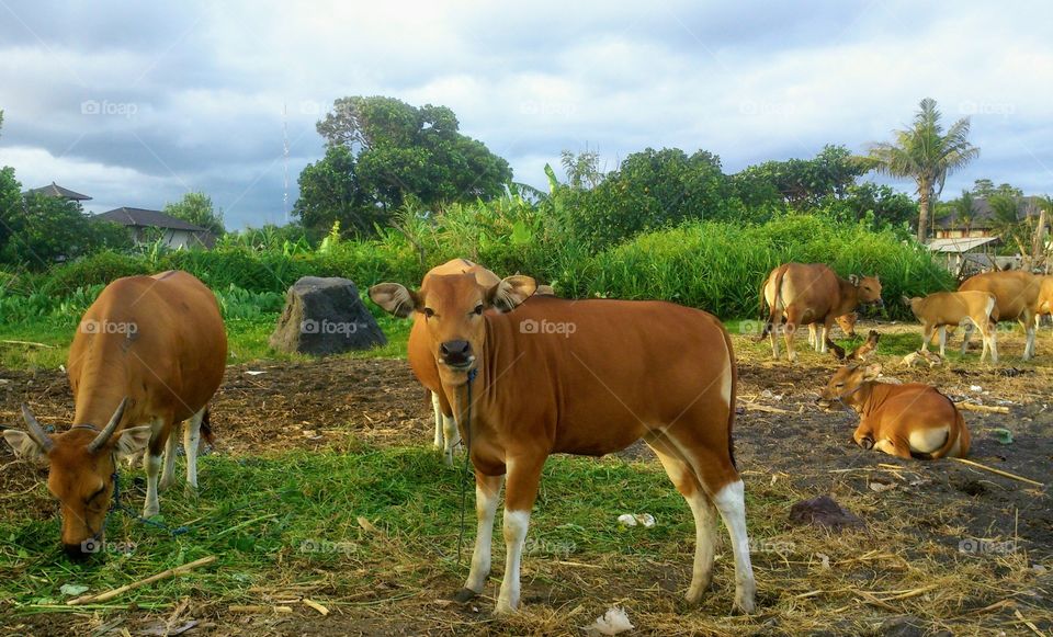 Balinese cows