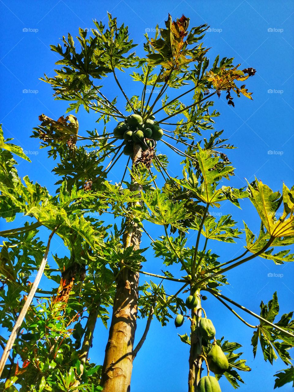 Papaya plants in day time with neat and clean skyblue background.
Papaya, (Carica papaya), also called papaw or pawpaw, succulent fruit of a large plant of the family Caricaceae.