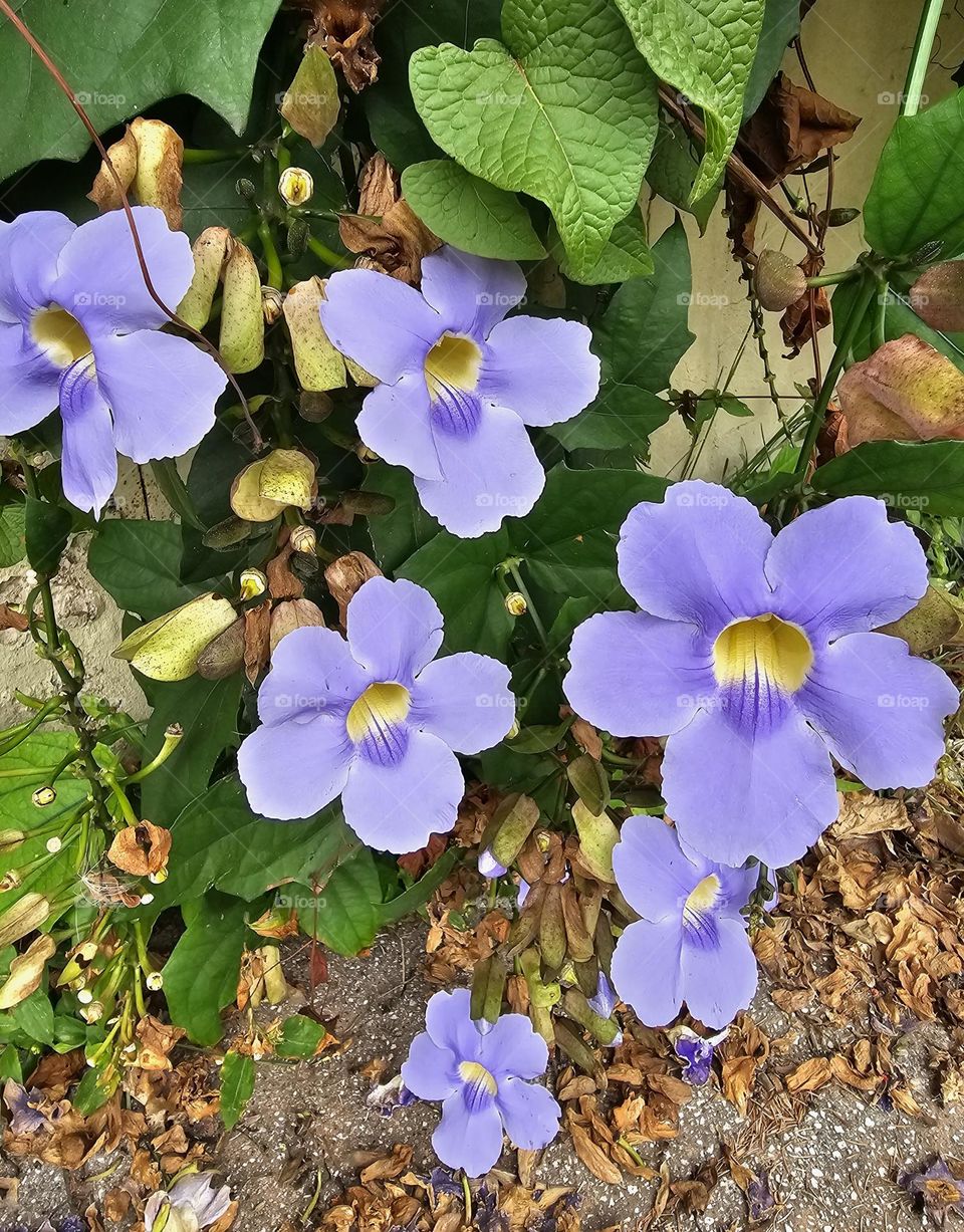 "Lilac" trumpet vines against green background of leaves