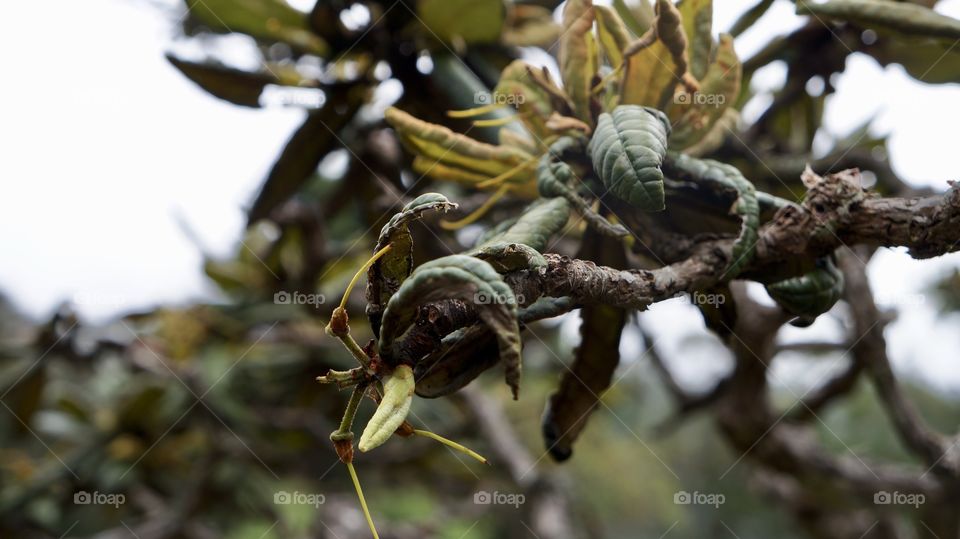 Unknown tree in Botanical garden of Sri Lanka - Haggala Gardens...