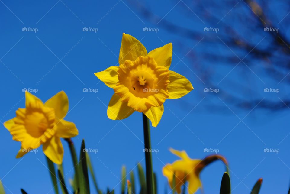 Daffodils in wales