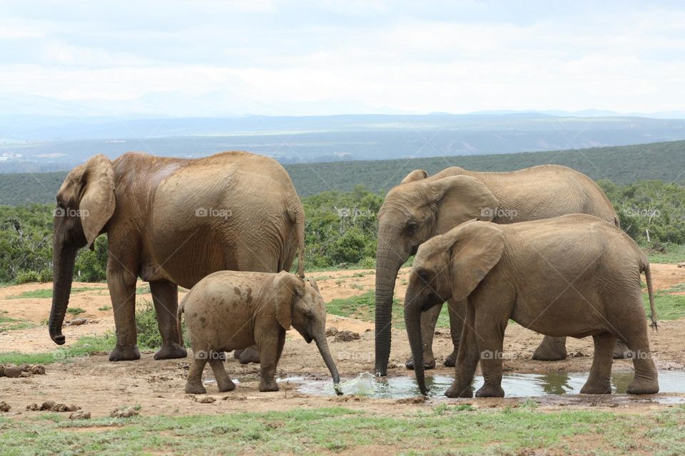 elephants at waterhole