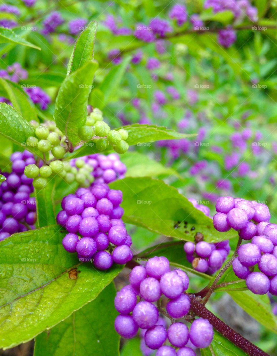 Purple Buds