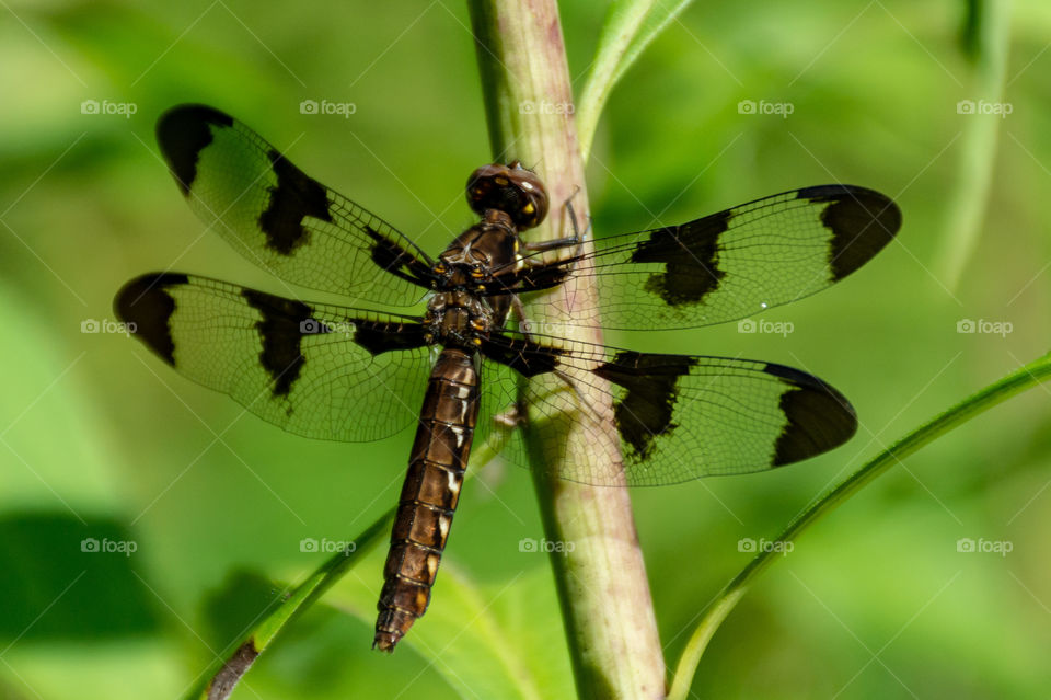 dragonfly
