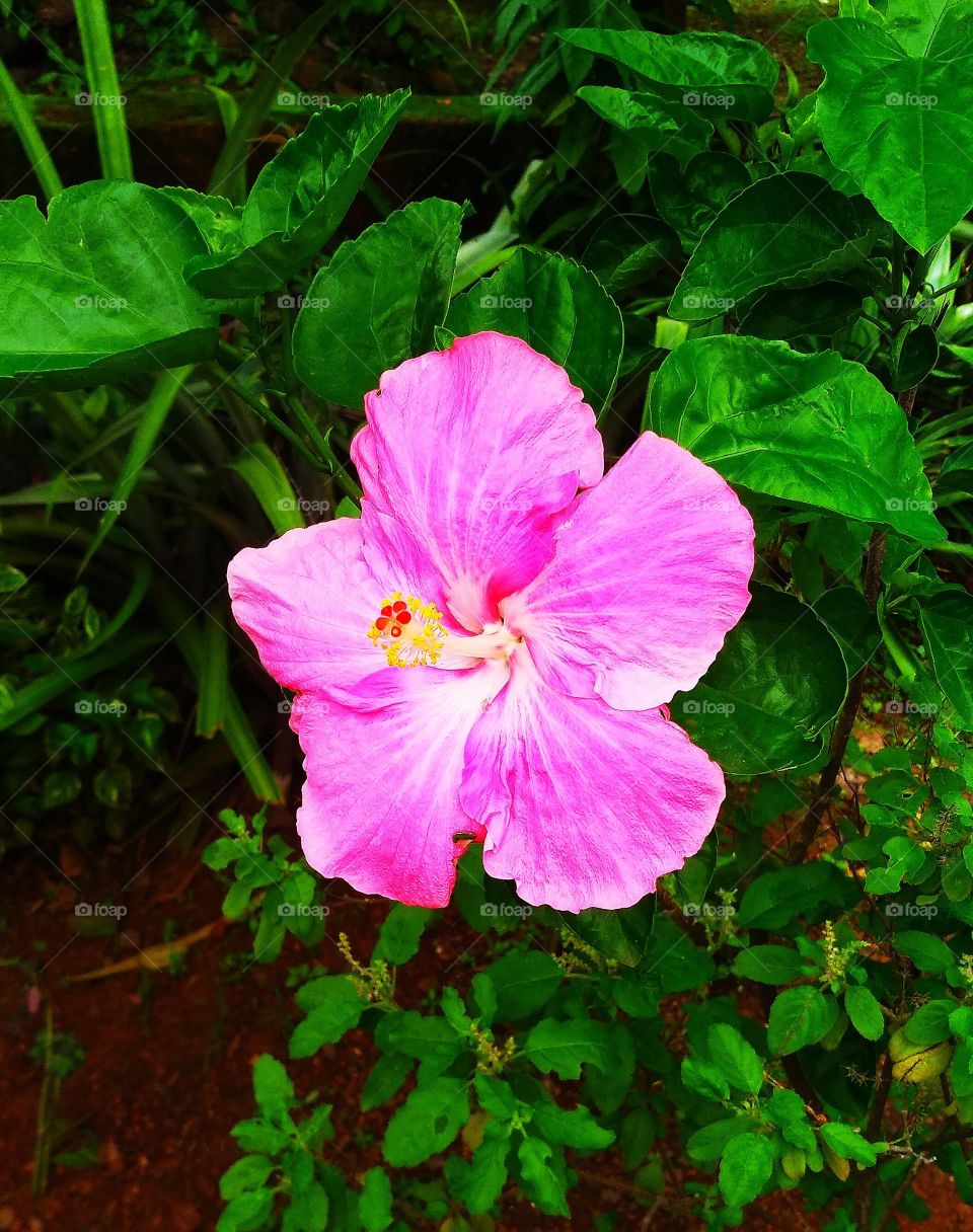 Beautiful flower # Pink