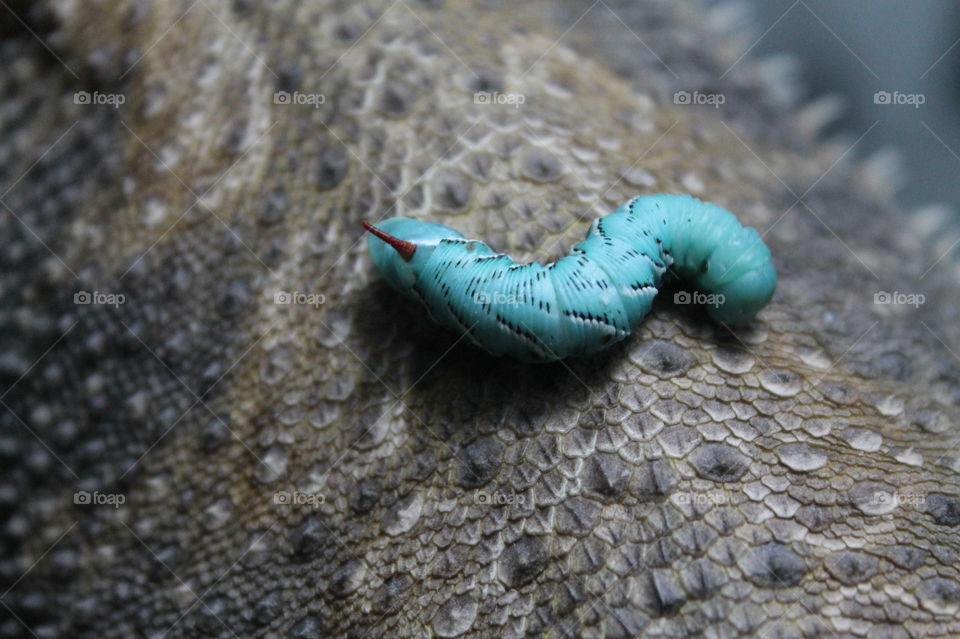 Closeup of hornworm on the back of our Bearded Dragon Stormy. The turquoise blue worm with its single red horn on his head contrasts with the grey brown scales on the dragons back. 