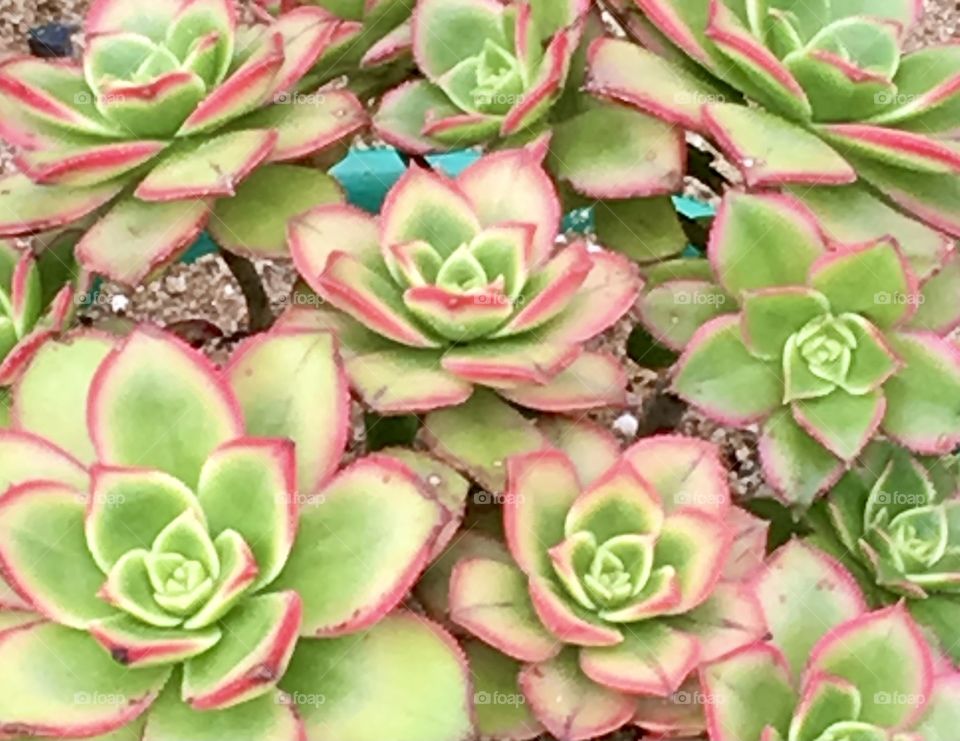 Green & pink succulent 