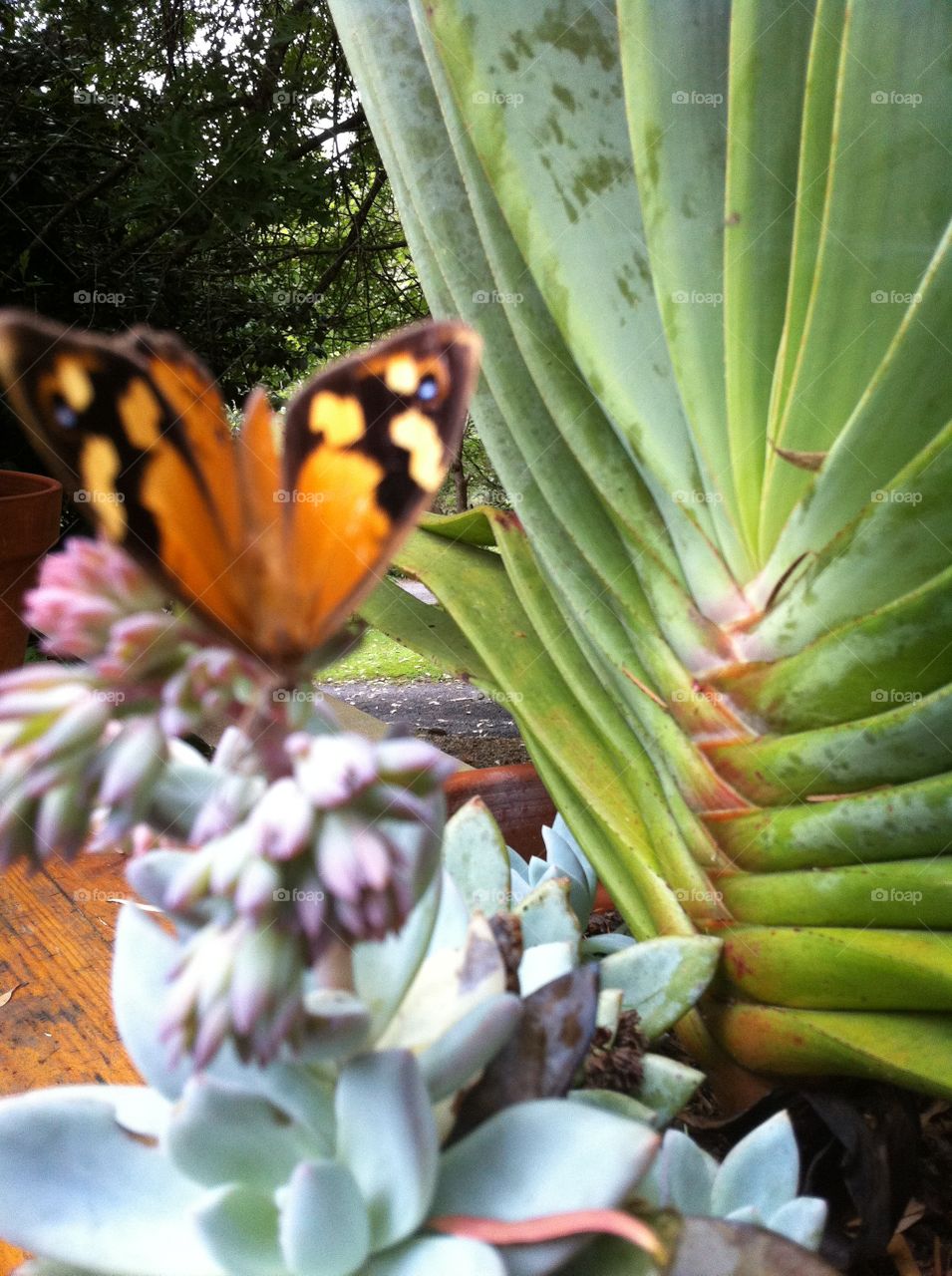 Succulent and butterfly 