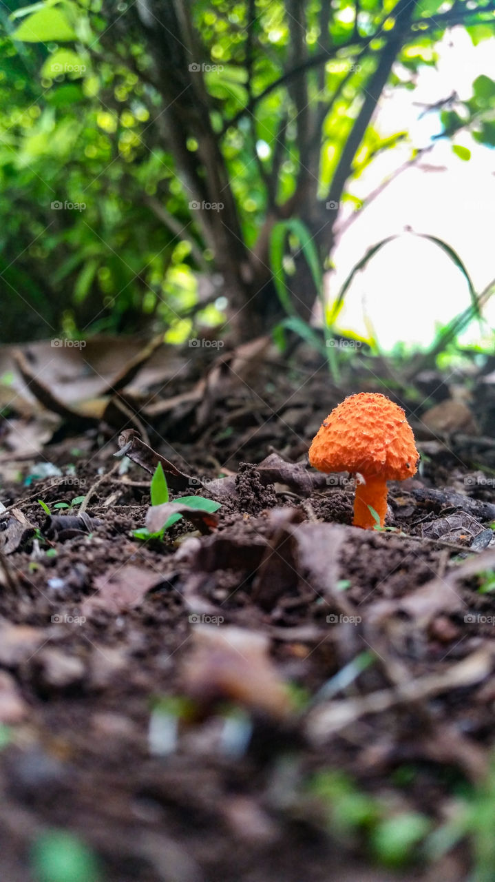orange mushroom