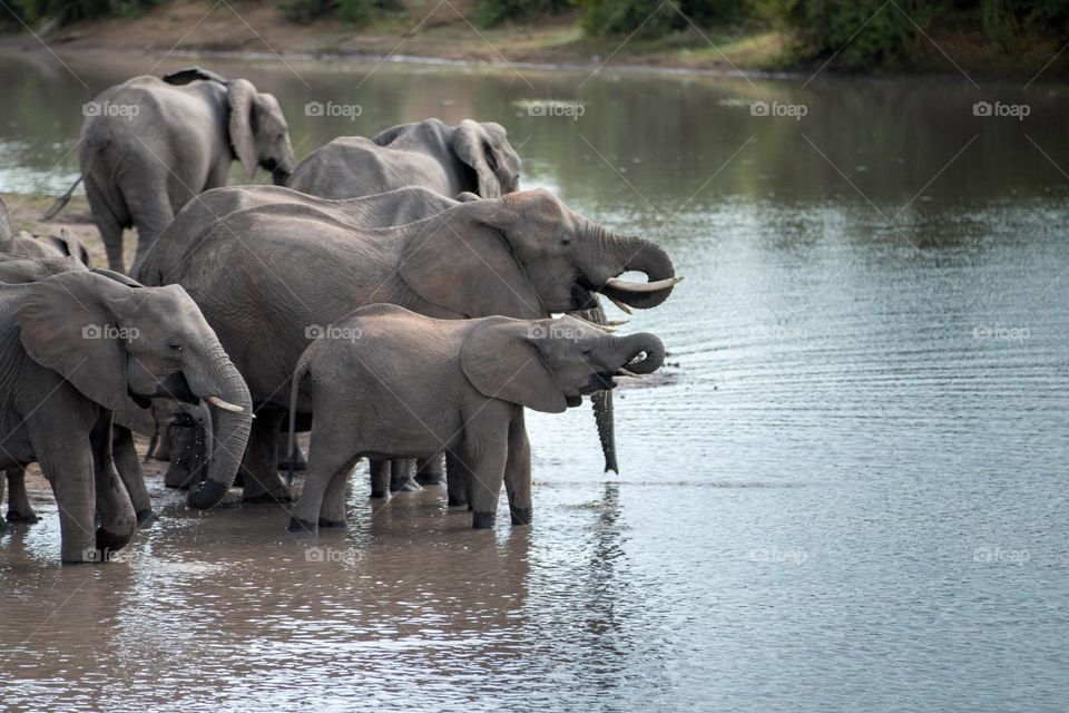 Elephant herd water break