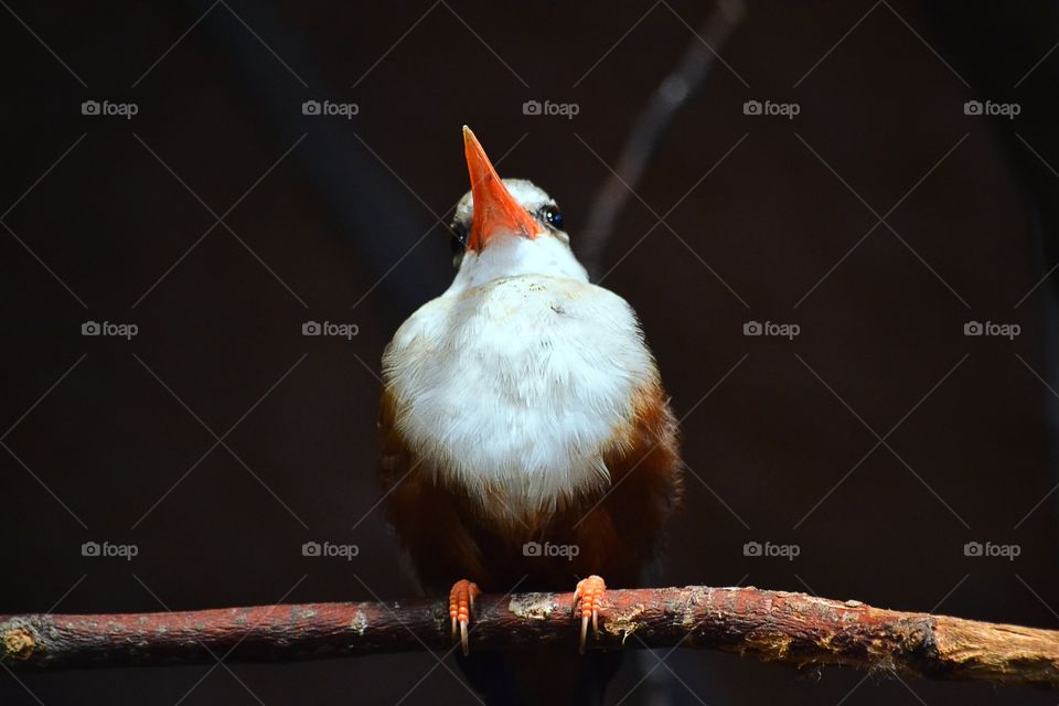 Bird, Wildlife, No Person, Animal, Avian