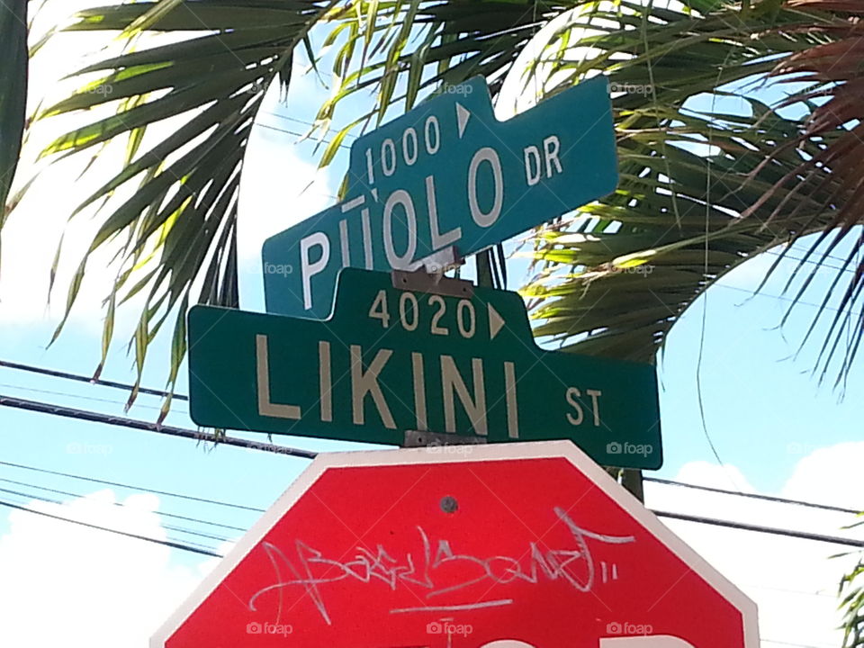 Palm, Travel, Vacation, No Person, Tree