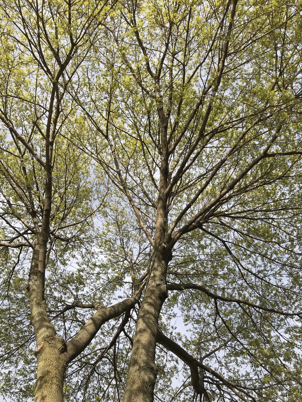 Looking up at tall trees