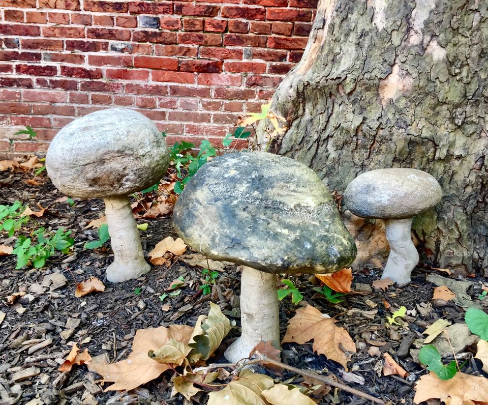 Stone Mushrooms