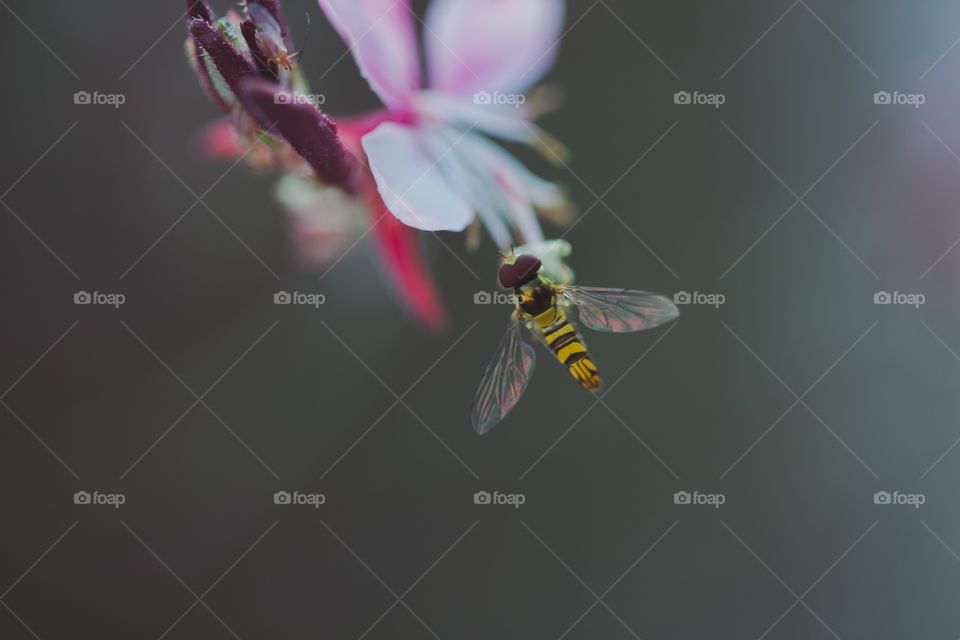 Bee