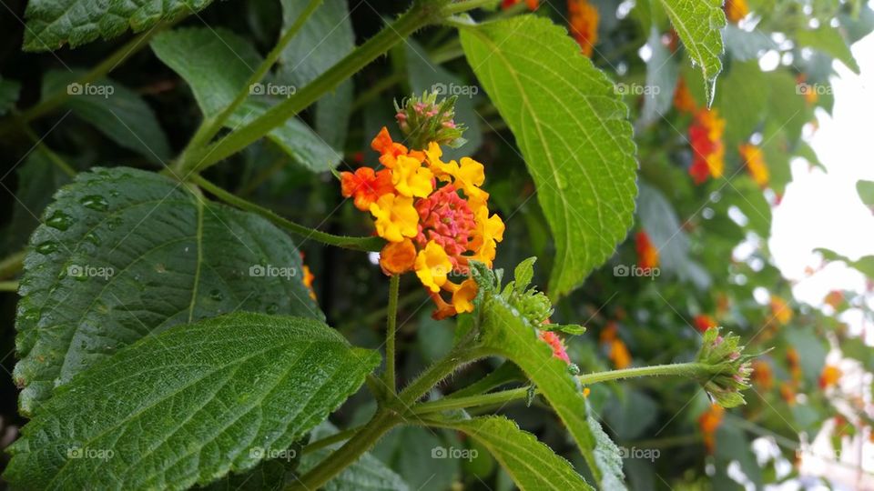 flower after rain