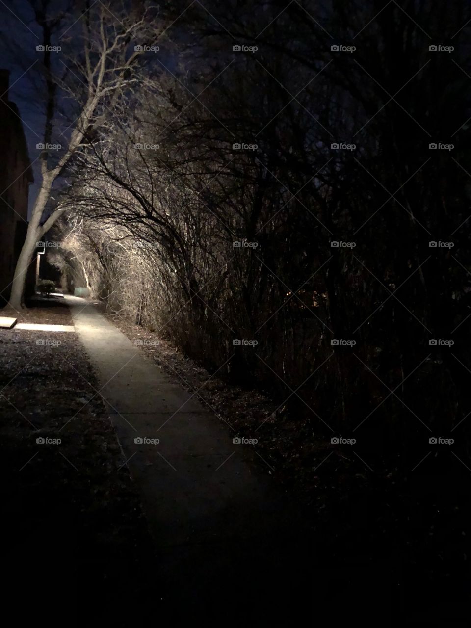 Back door. Trees in dark  