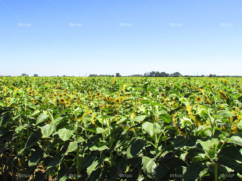 sunflower seed plants in their natural state