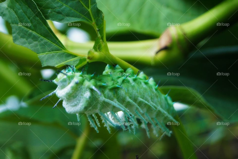 Caterpillar on plant