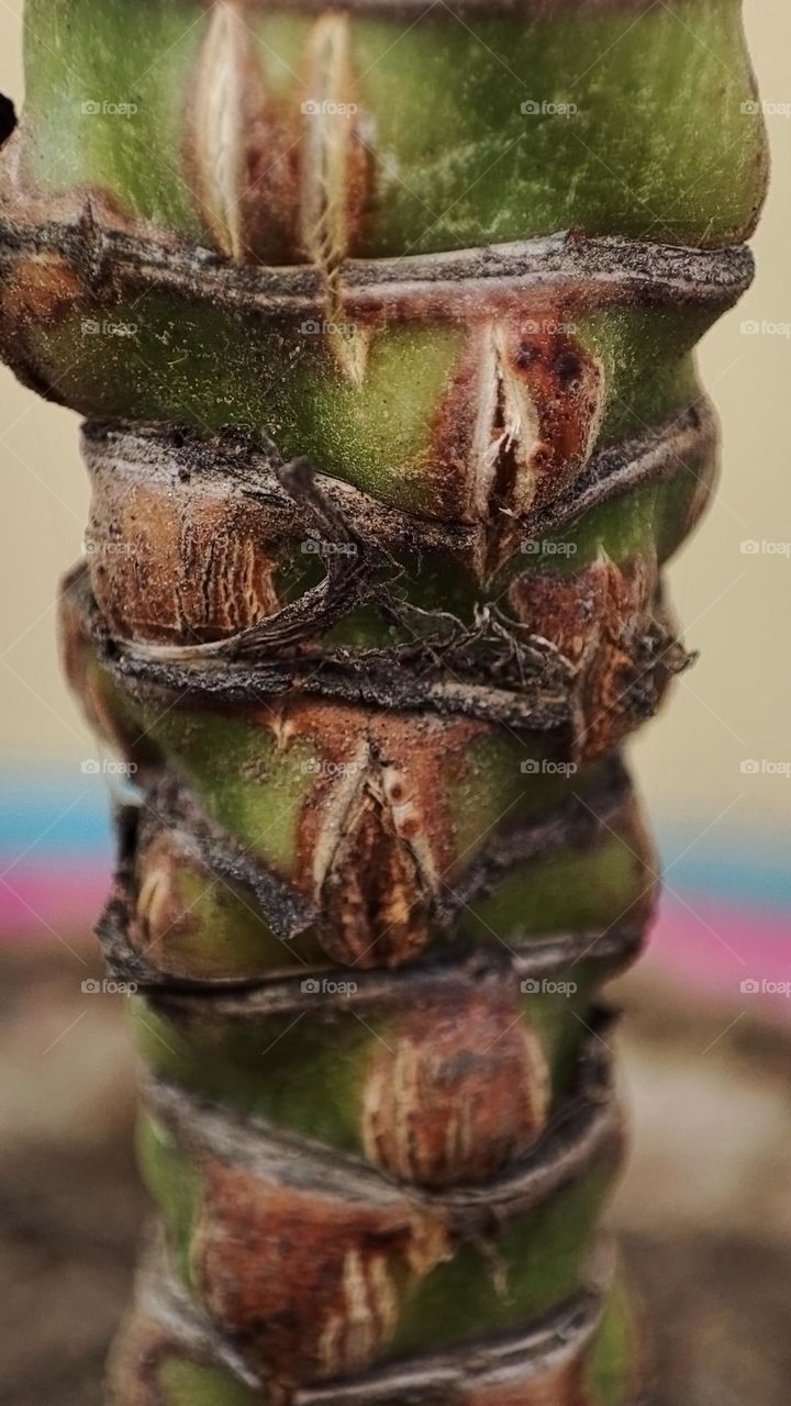 Macro photo of green grass growing in the garden