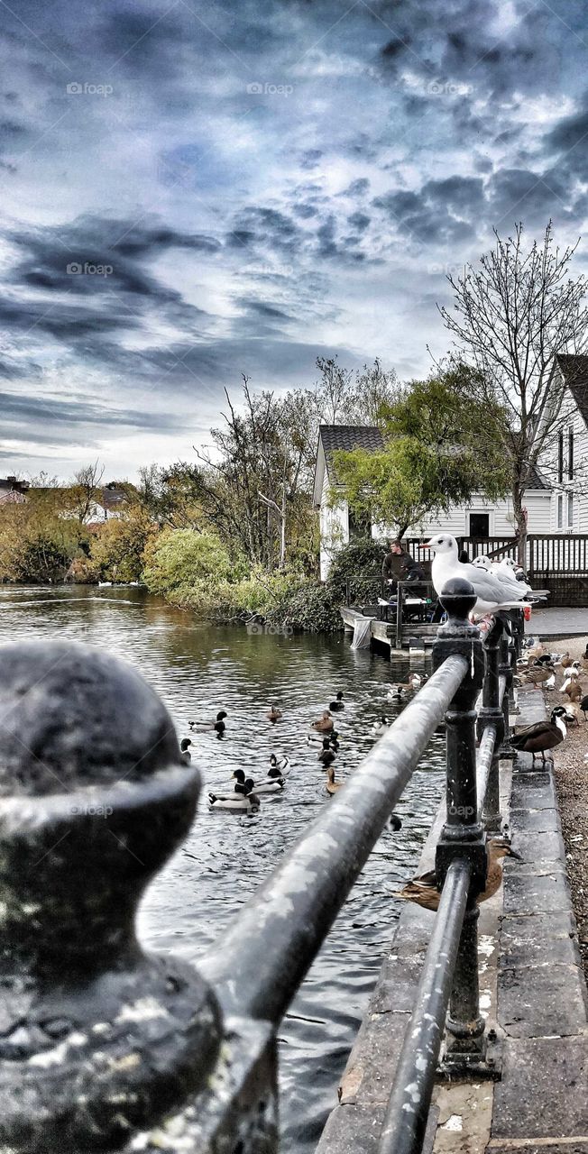 Seagulls and ducks hanging around at the mere