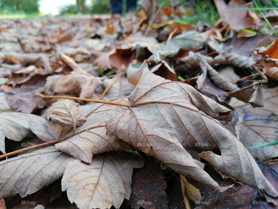 Fallen Maple leaf