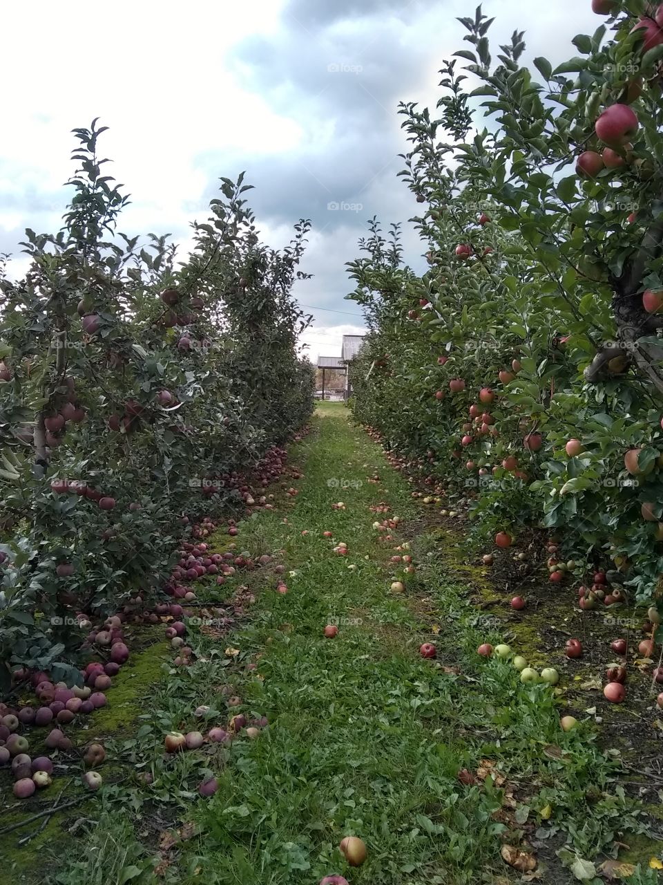 Apple Picking season