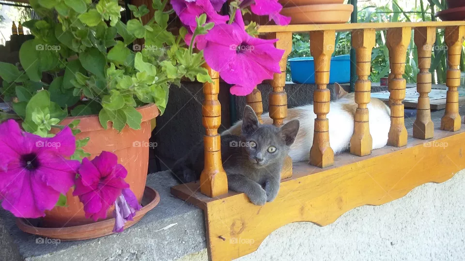 My cat