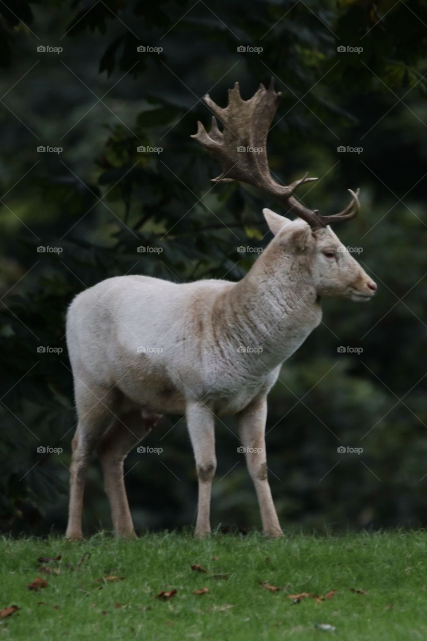 Fallow deer