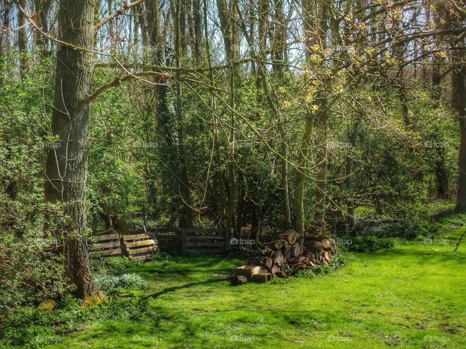 Nature, Wood, Forrest