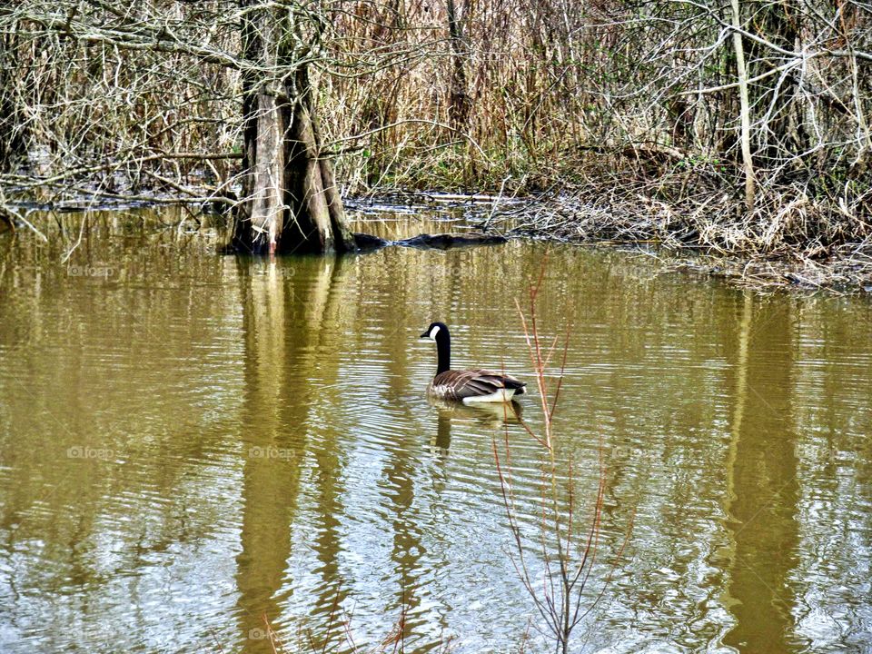 Spring duck swim
