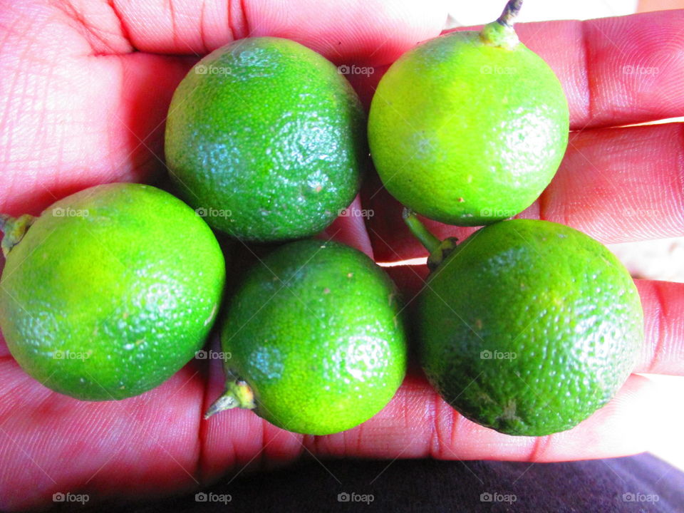 calamondin/calamansi