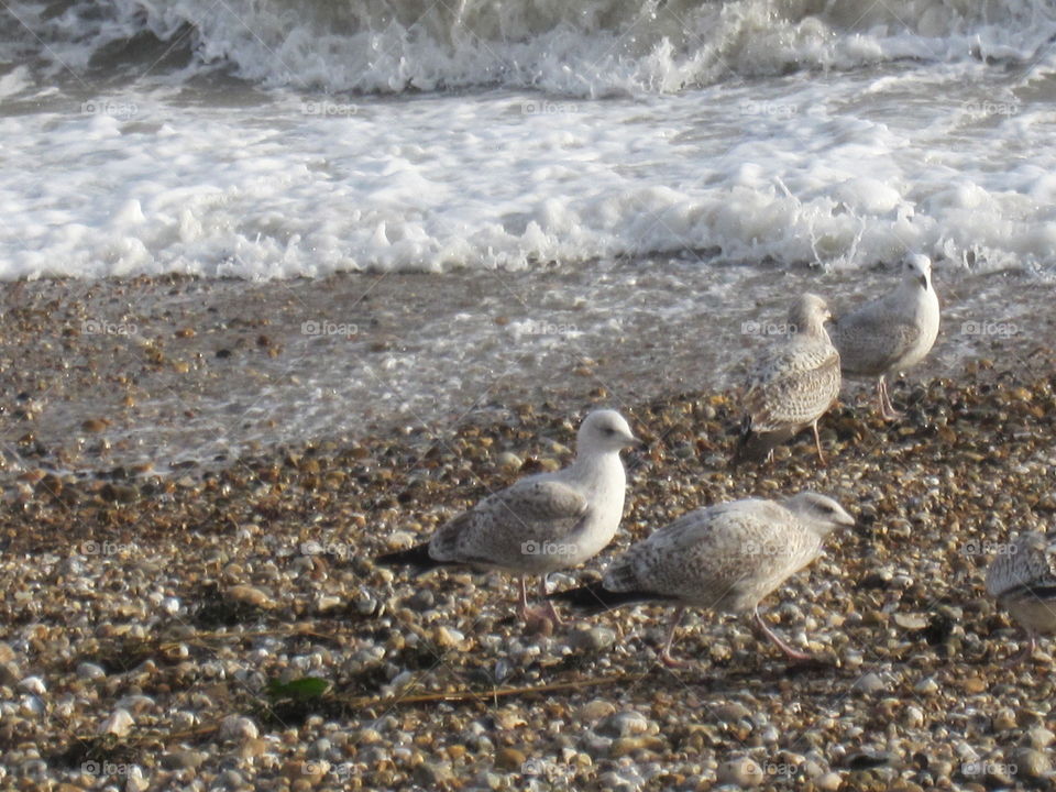 Seagulls On A Beach