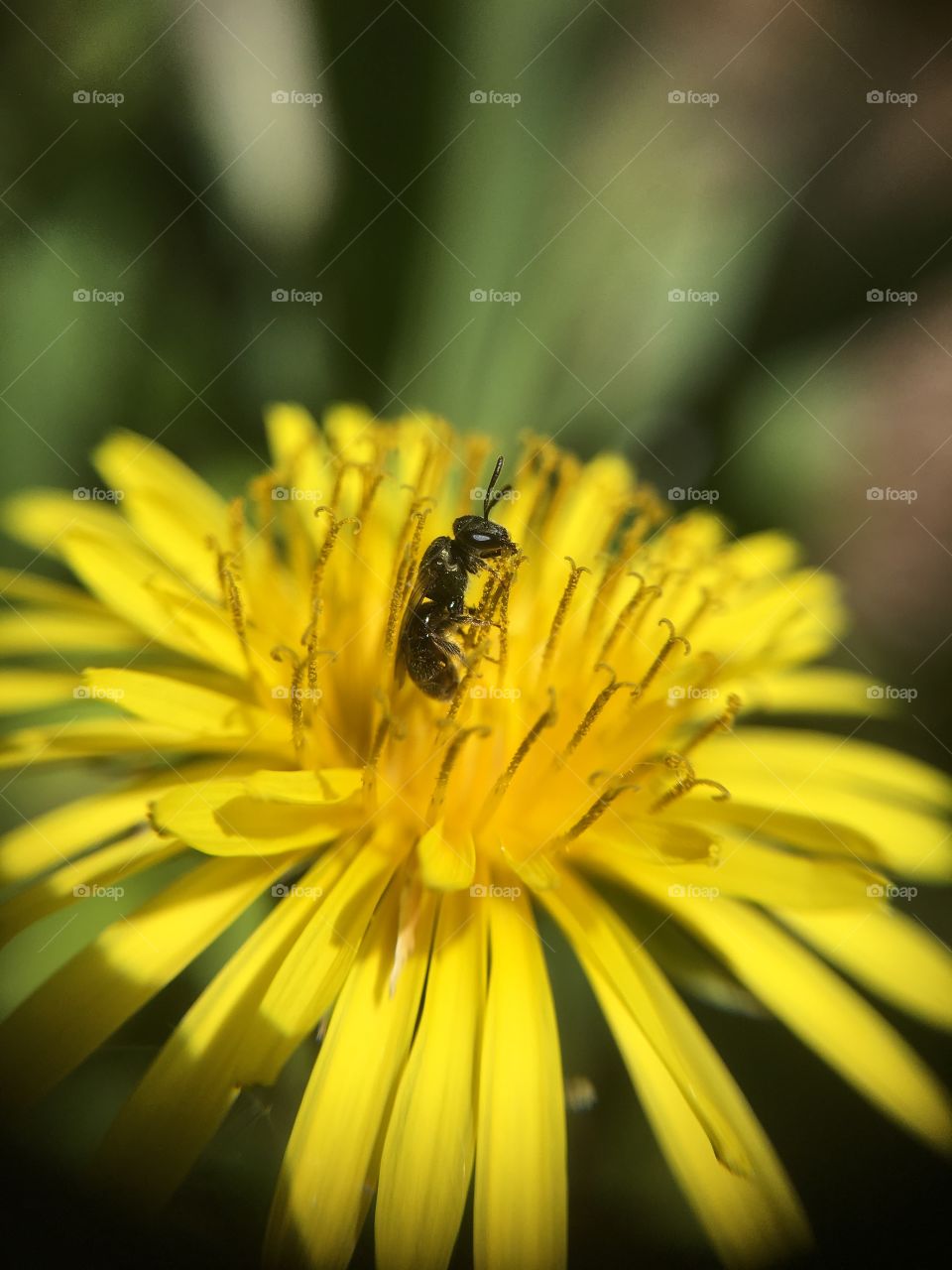 Insect on dandelion