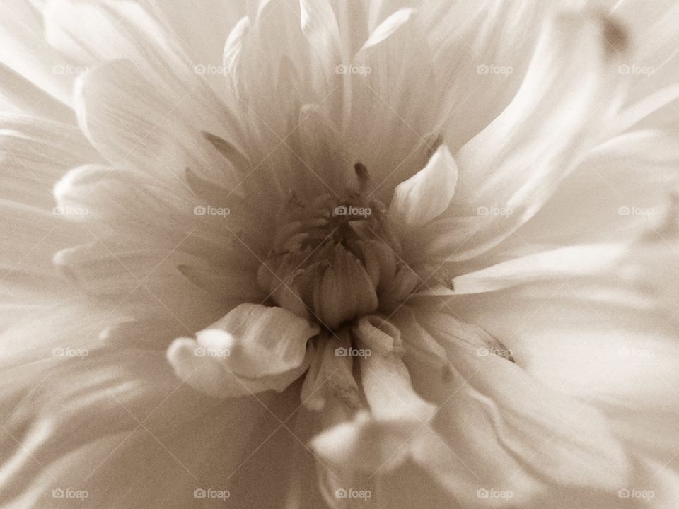 A White Chrysanthemum 