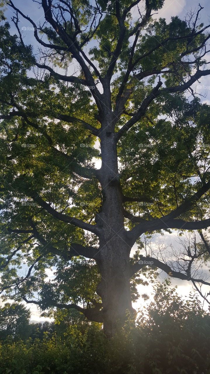 Old big tree