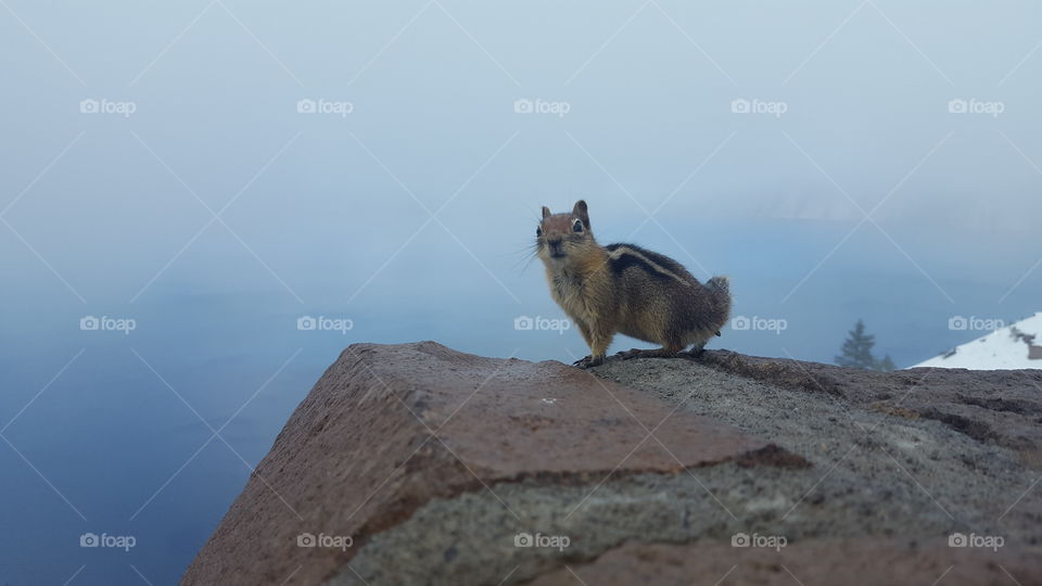 A chipmunk on rocky mountain