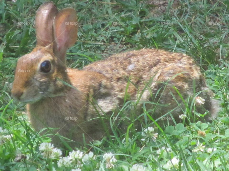 Rabbit in the clover