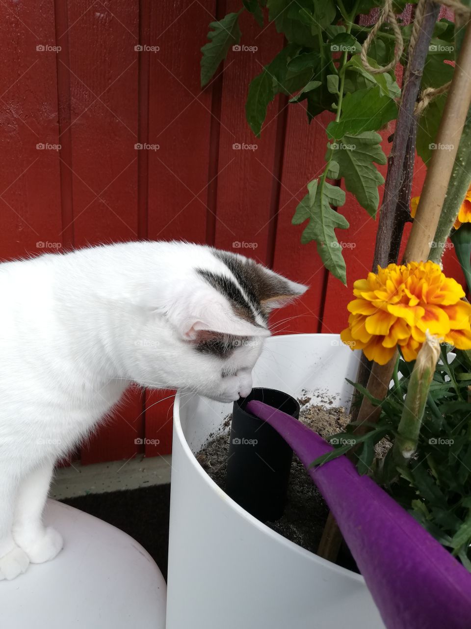 An almost white kitten wondering and sniffing carefully a violet pitcher and a black hole how a plastic container becomes filled with water and nutrient. A tomato, beanpoles and an orange marigold in the soil in the jar. Background a red wall