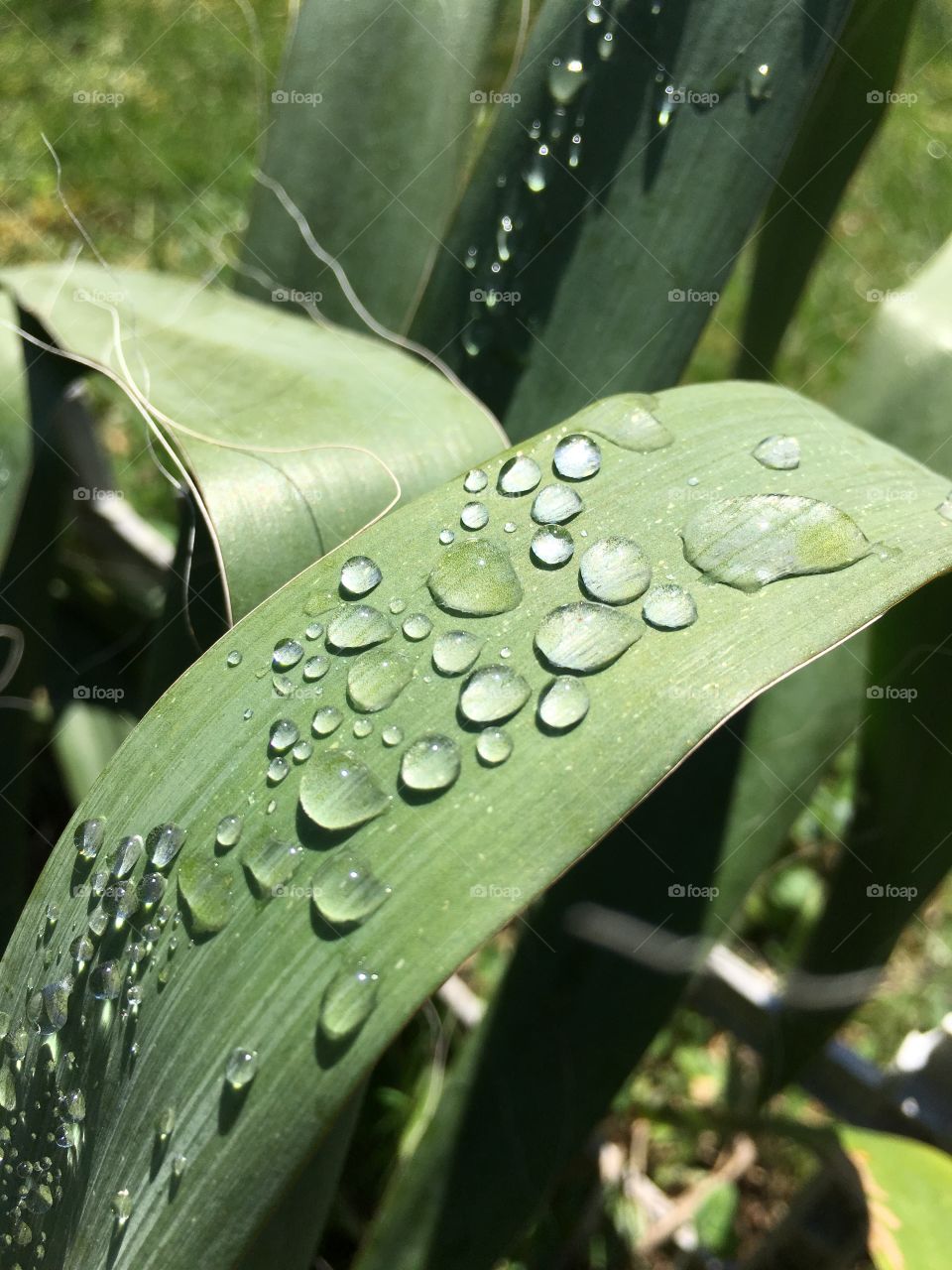 Dew drops on yucca leaf 