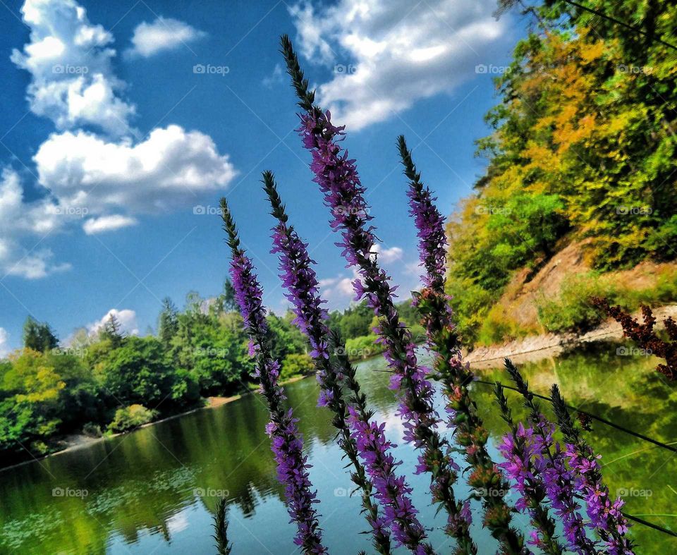 Peaceful lake with purple flower detail. Summertime by the water.