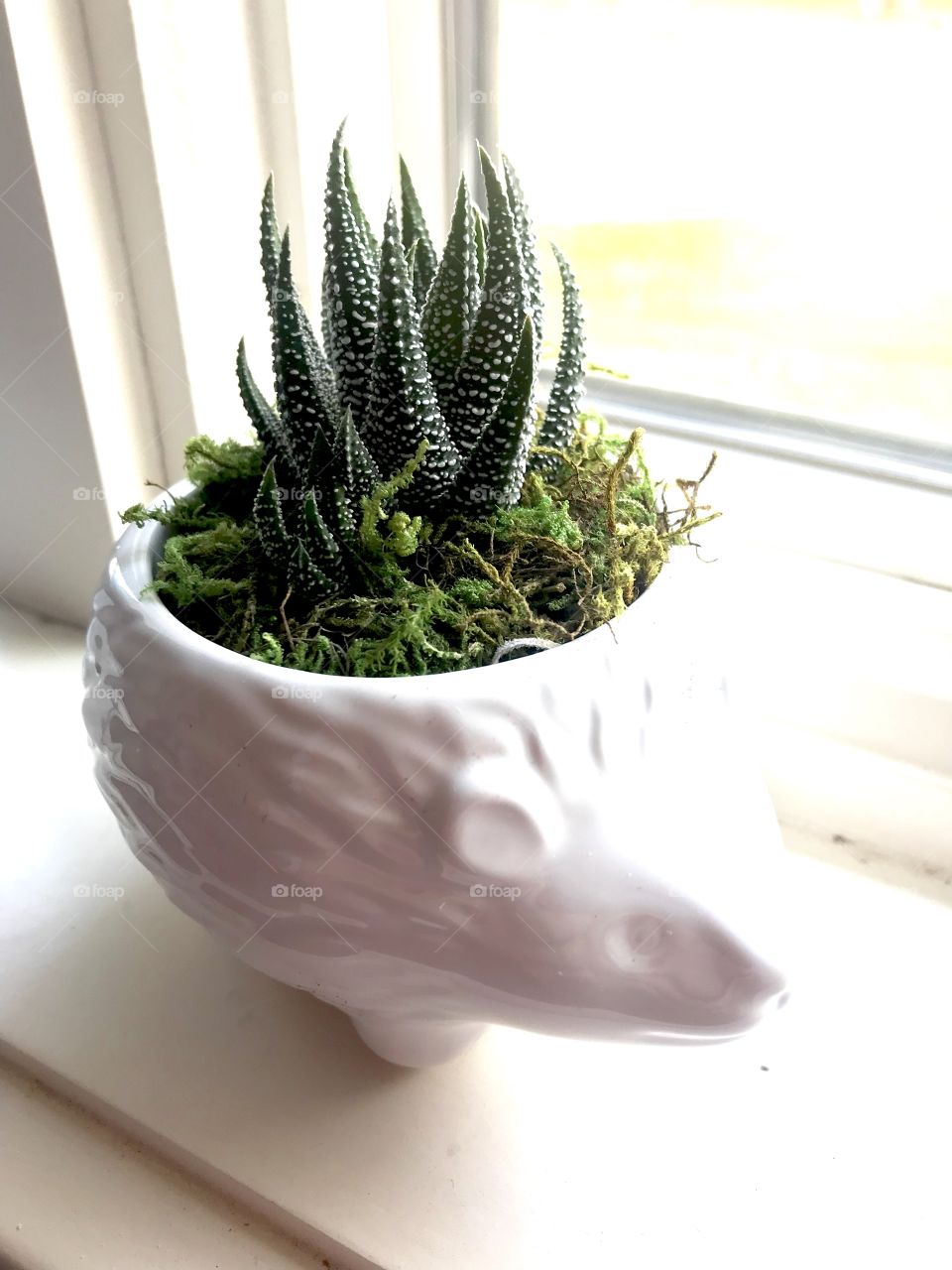  Cute little hedgehog succulent plant sitting on ledge next to bright bedroom window. 