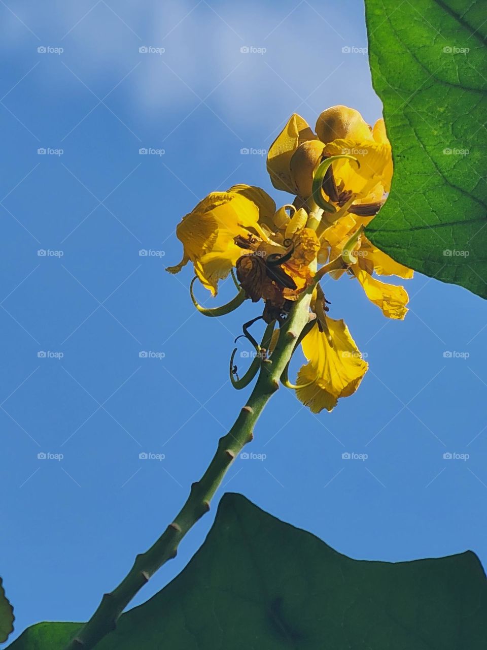 King of the forest skyview