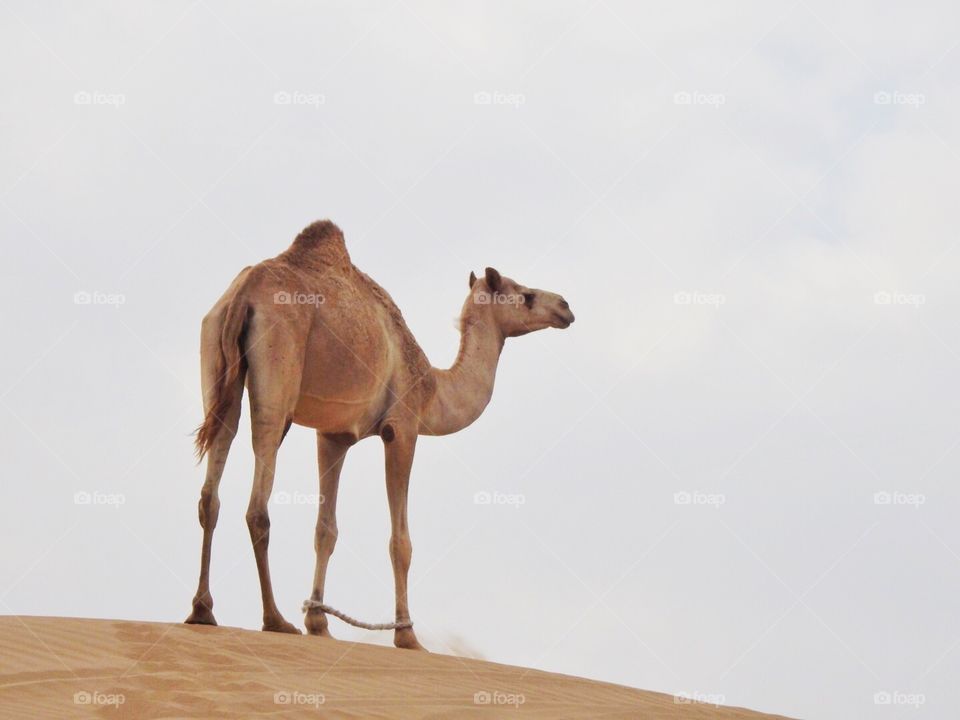 Desert camel 