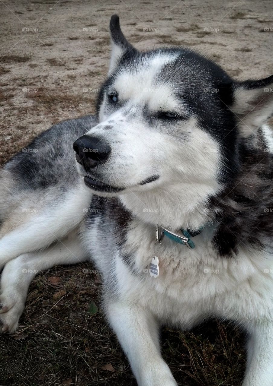 Close-up of husky