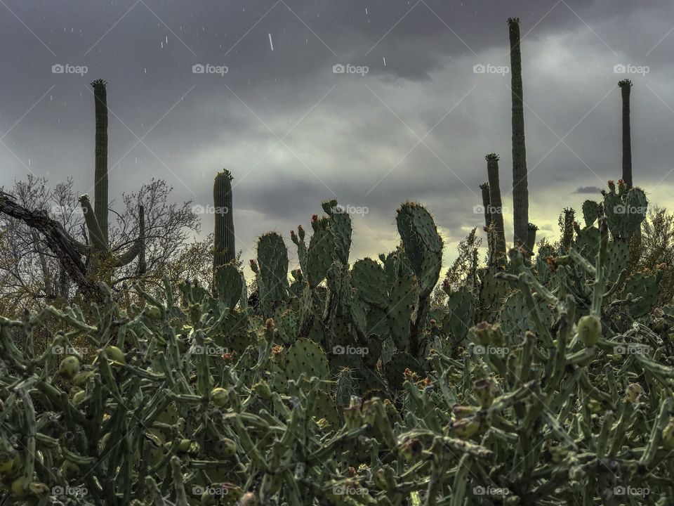 Nature - Desert Landscape 