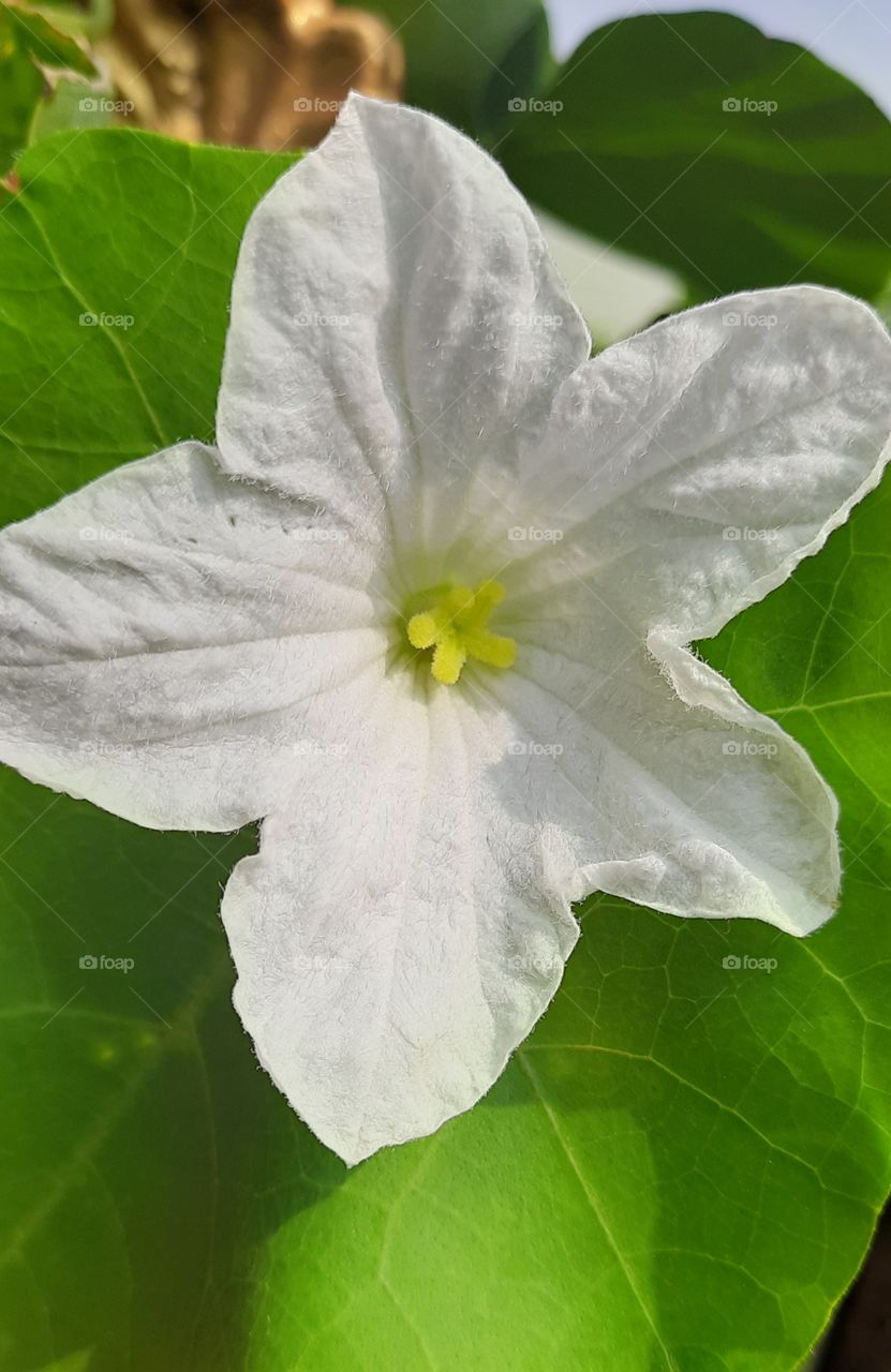 portal of a vegetable flower