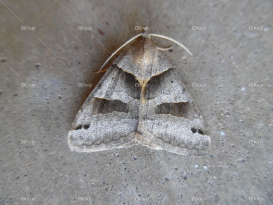 camouflage moth. This is a picture of a moth that is very well blended into the pavement