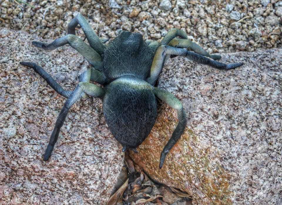 Halloween bug decoration or is it 