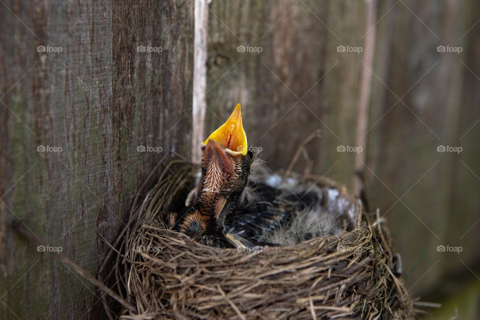 Baby robin bird in a nest with its mouth open, waiting for mom to feed them 